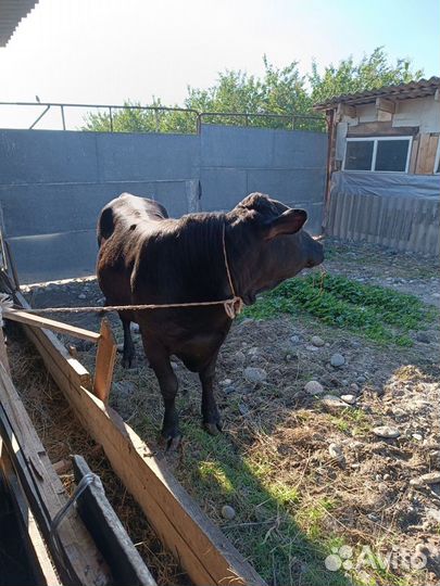 Быки на племя абердин