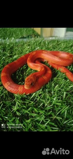 Маисовый полоз разных морф 2022г