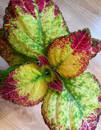 Колеус Аватар