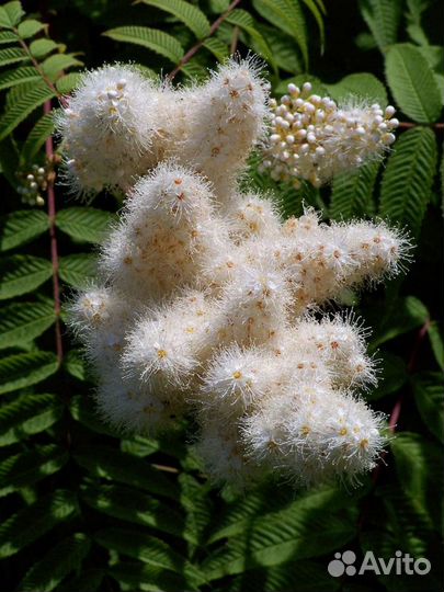 Рябинник рябинолистный