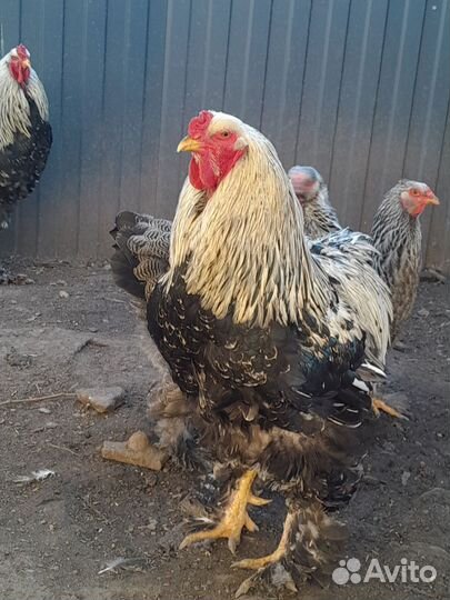 Яйцо инкубационное брама