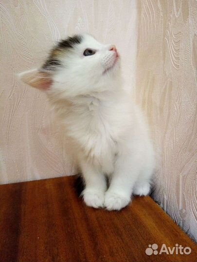 Альпийские котята