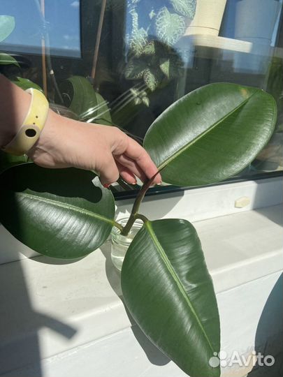 Фикус каучуконосный