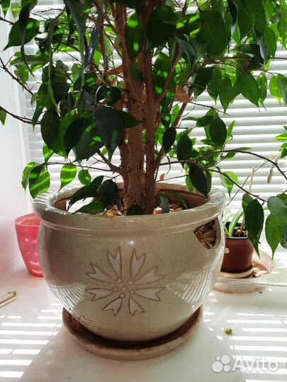 Фикус Бенджамина (Ficus benjamina)