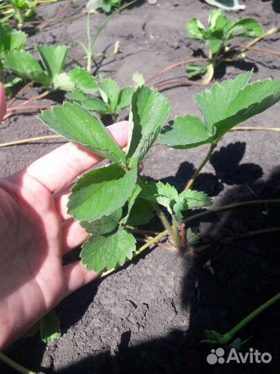 Рассада клубники (усы)