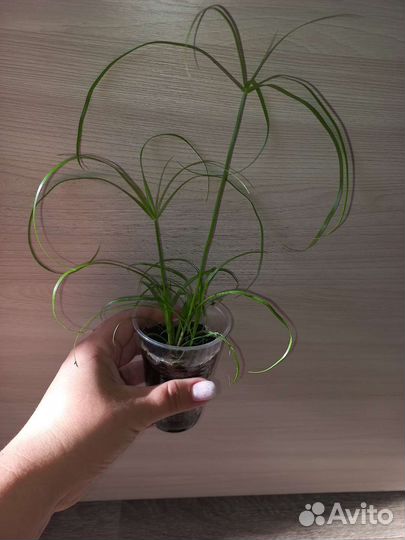 Комнатные цветы.Циперус.Фикус Бенджамина