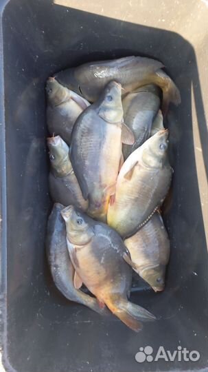 Живая рыба оптом карп толстолобик амур