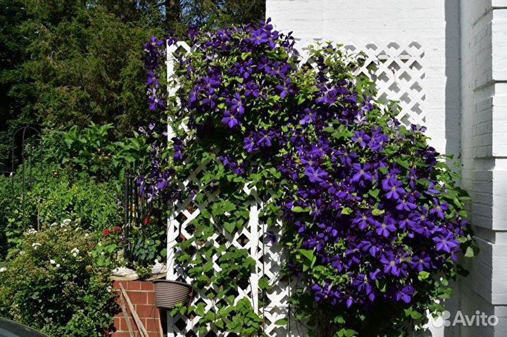 Саженцы клематиса