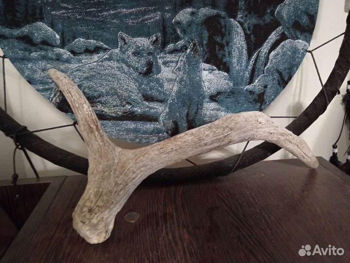 Рога молодого лося