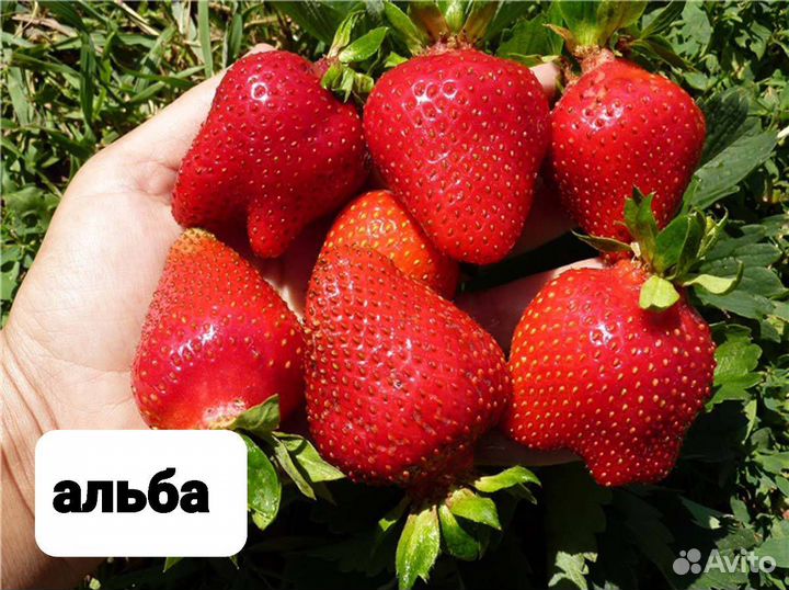 Рвссада клубники