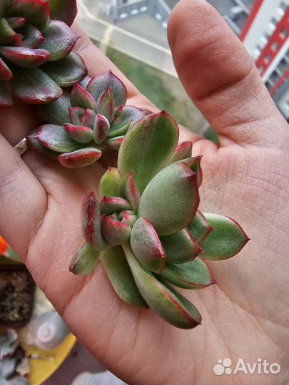 Эхеверии из личной коллекции