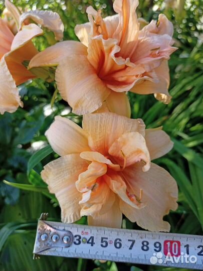 Лилейники и шиловидный флокс