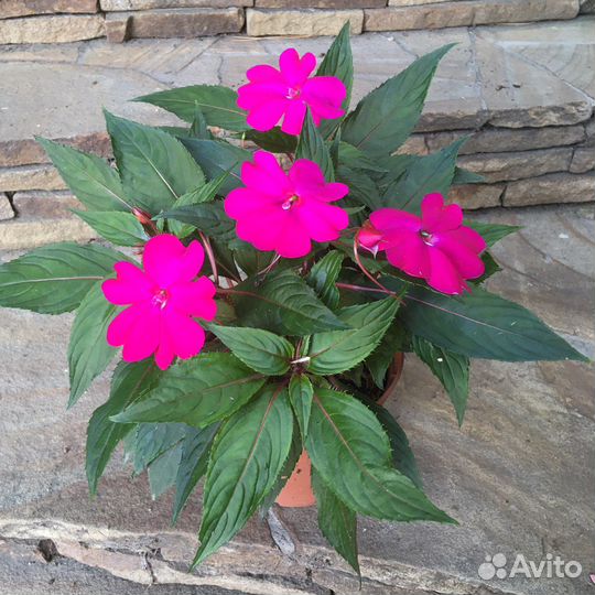 Бальзамины новогвинейские