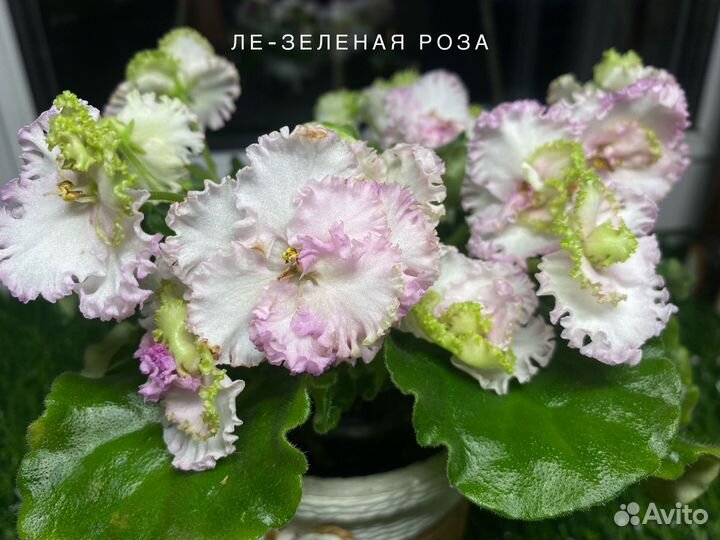 Фиалки набор 