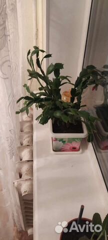 Декабрист розовый