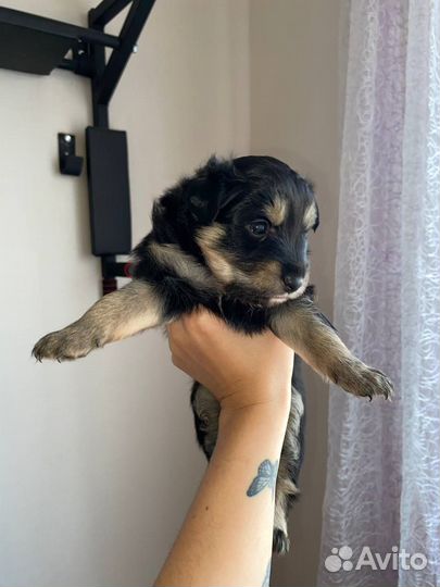 Той-терьер щенки