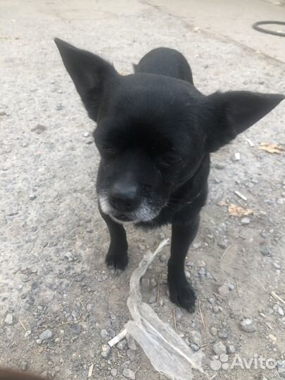 Найдена собака