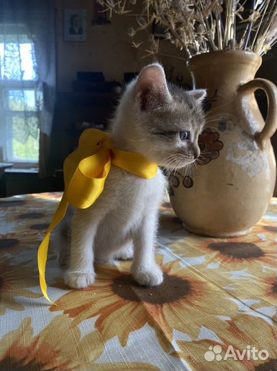 Мальчик в добрые руки