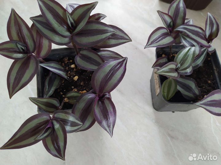 Традесканция зебрина