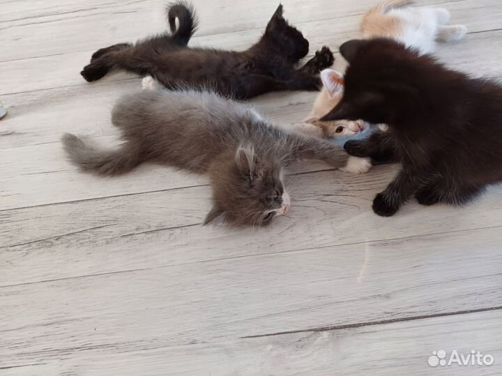 Отдам в добрые руки котят