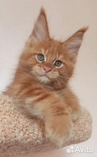Мейн-кун котёнок