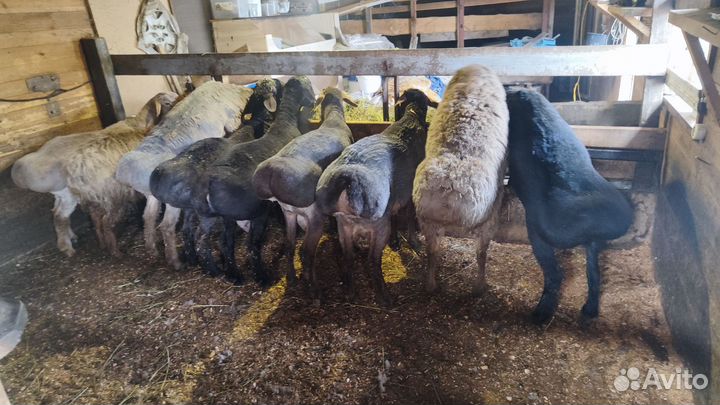 Племенные Бараны