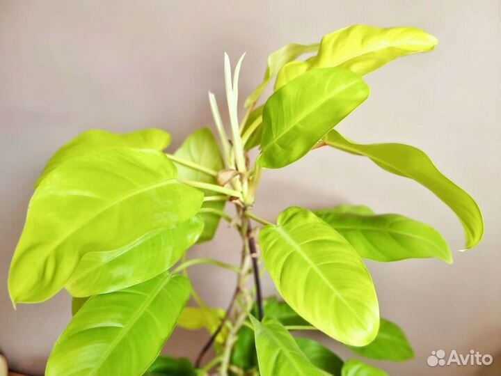 Филодендрон Малай Голд