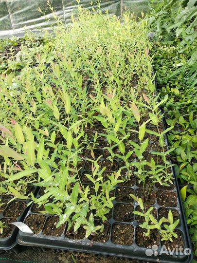 Укоренные черенки