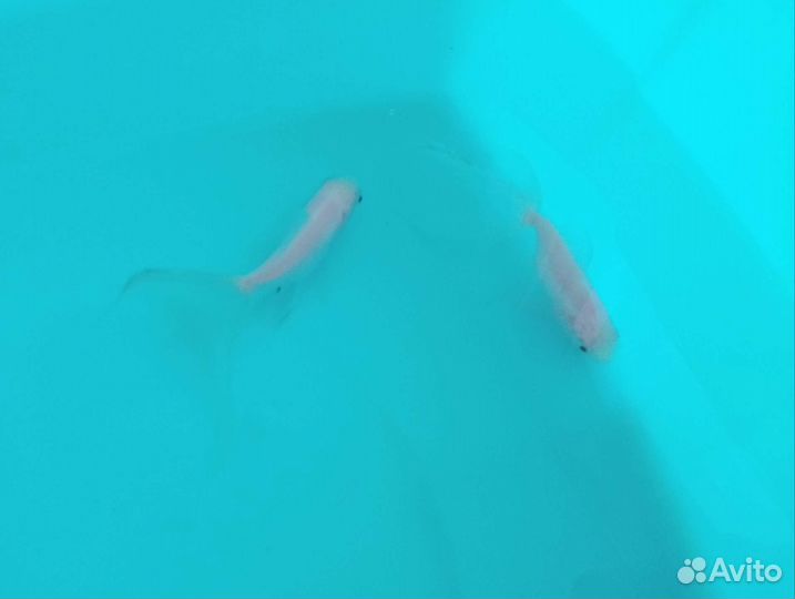 Аквариум с рыбками