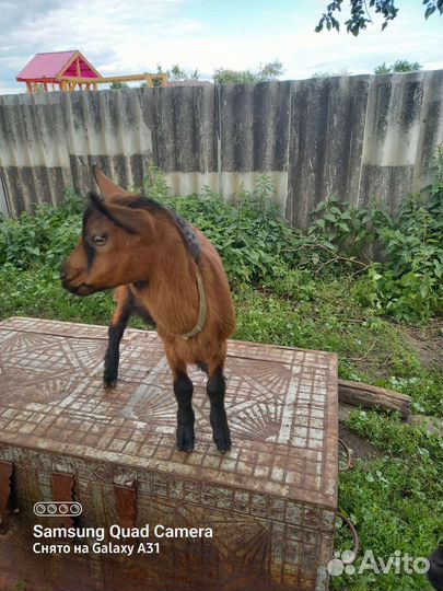 Чешский козел