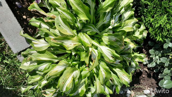 Хоста растение