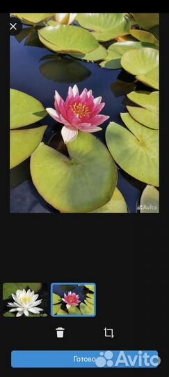 Нимфеи (водные растения)