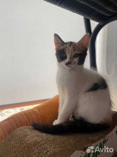 Кошка бесплатно