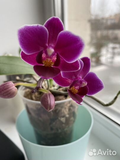 Орхидея фаленопсис мини