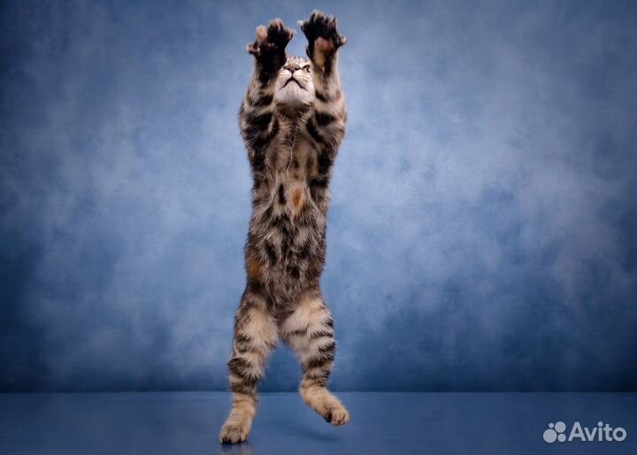 Шикарные курилы