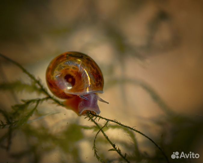 Улитки аквариумные катушки