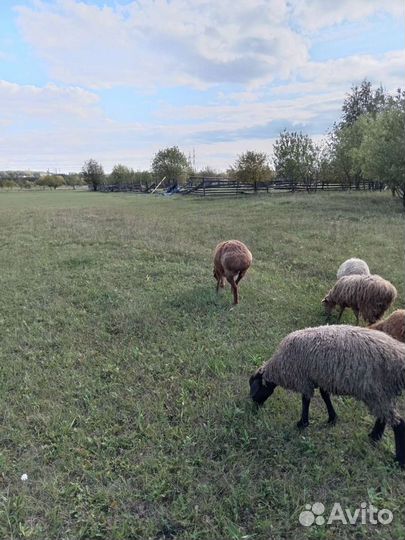 Бараны, овцы, ягнята курдючные