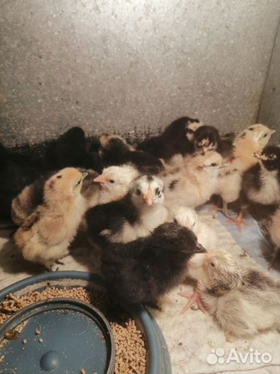 Цыплята Борковская, микс