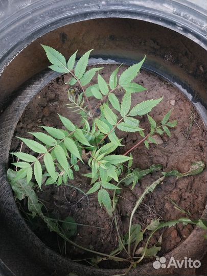 Сумах.Декарптивное дерево