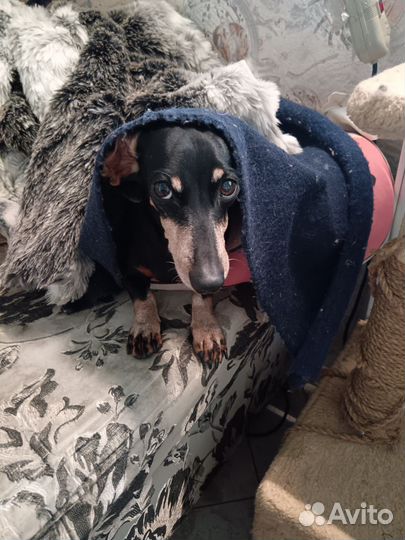 Кроличья такса