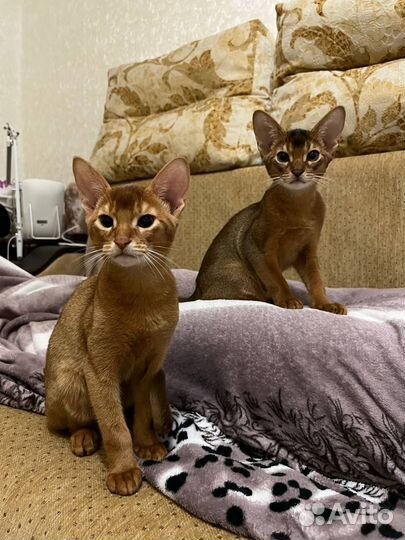 Абиссинские котята
