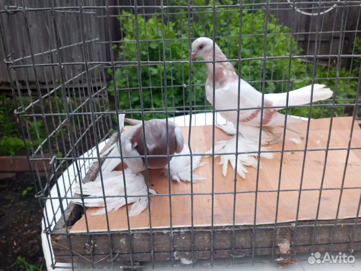 Продажа породистых голубей