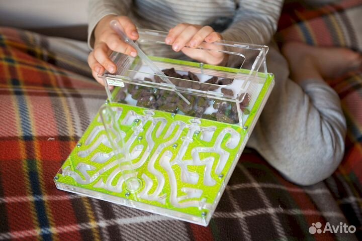 Муравьиная ферма / Формикарий