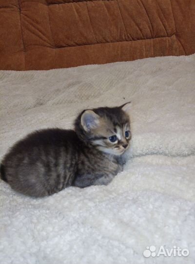 Котёнок