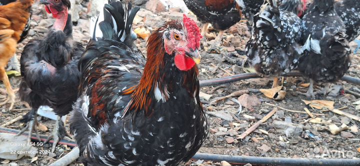 Петушки Ливенская Ситцевая