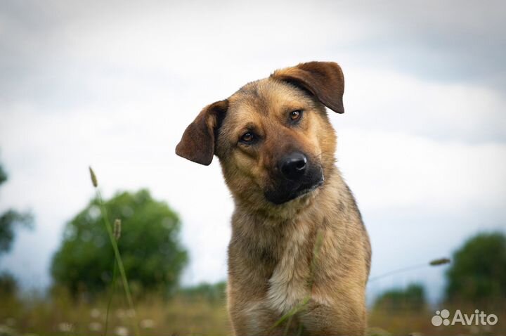 Собака в добрые руки