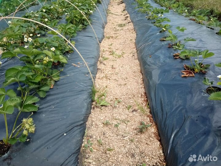 Рассада клубники Азия Флоренс Мурано