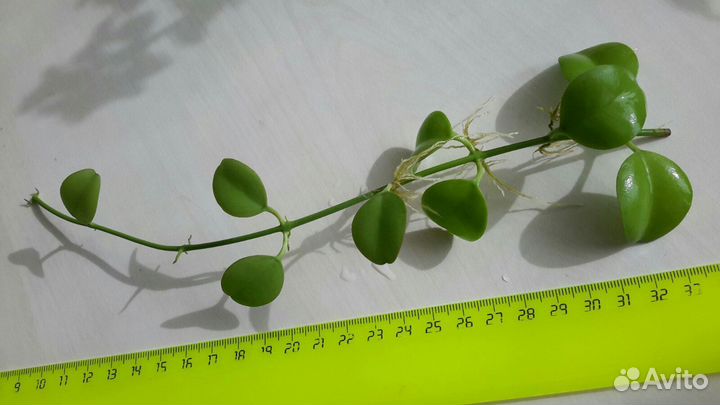 Дисхидия Сингулярис Фиттония Гибазис Jоse Puig