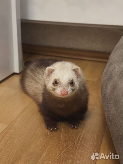 Домашний хорек