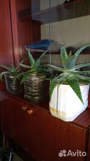 Алоэ вера растение